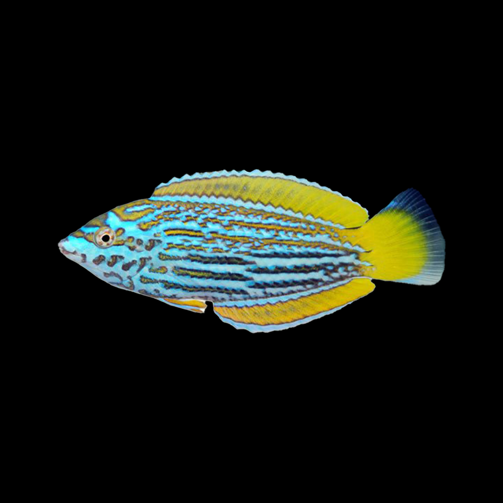 Lennardi Wrasse