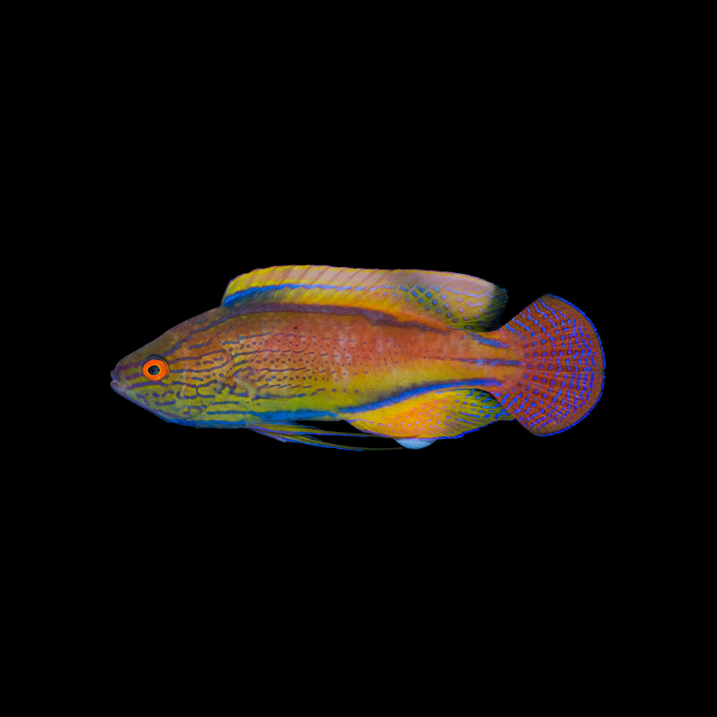 Lineatus Fairy Wrasse