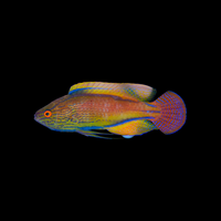 Lineatus Fairy Wrasse