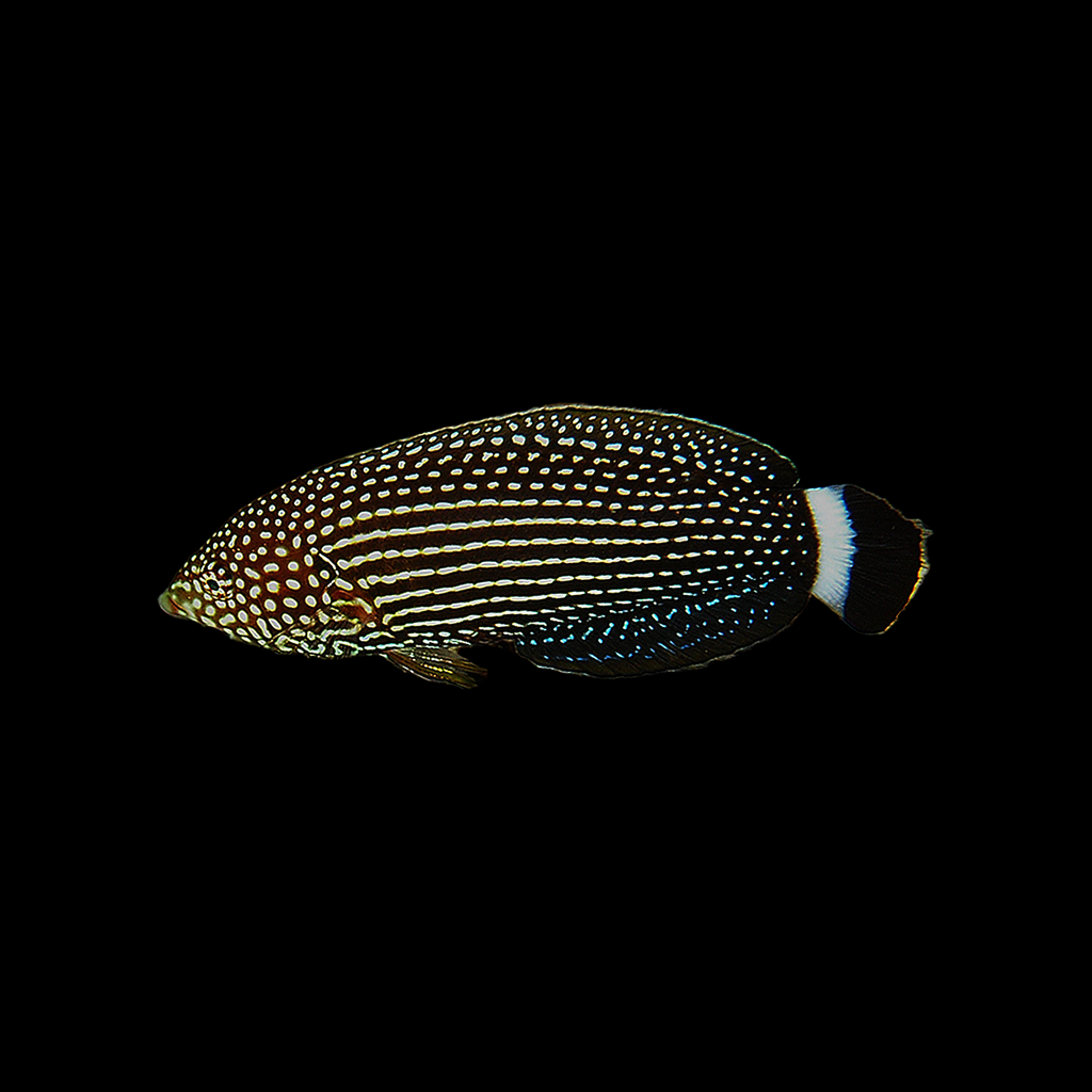 Lined Tamarin Wrasse