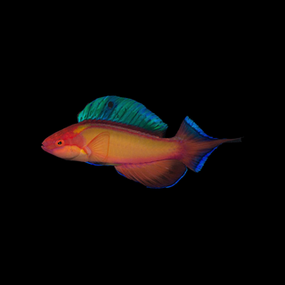 Long Tailed Fairy Wrasse