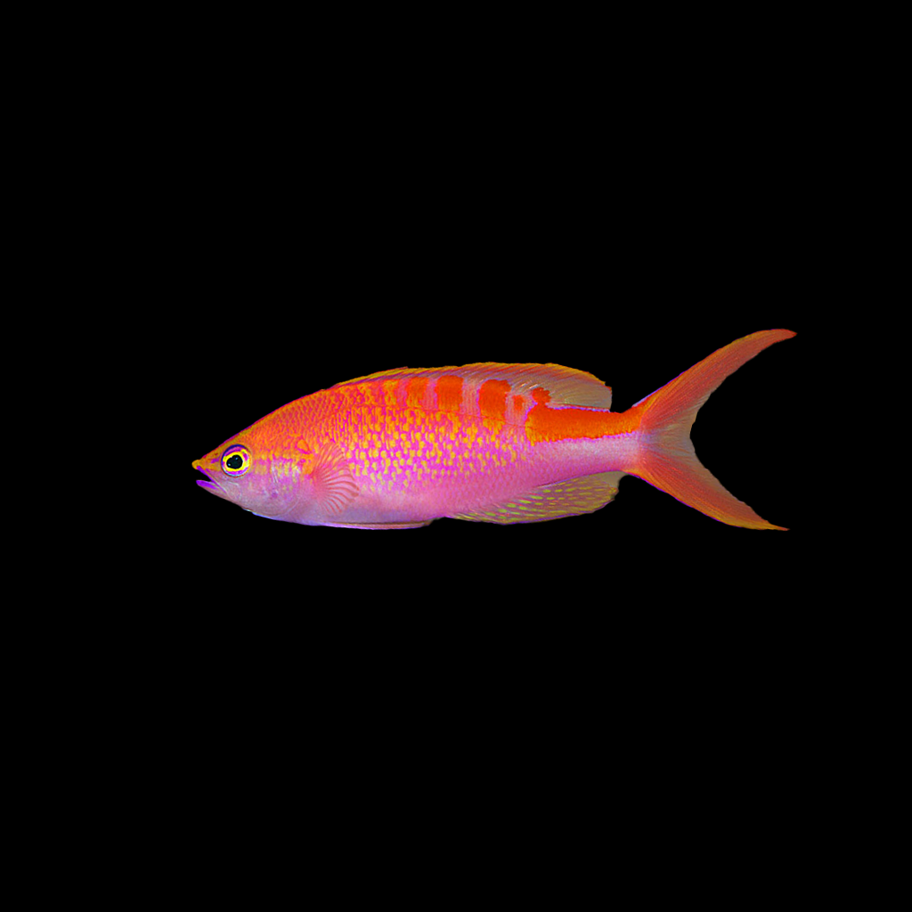 Lori's Anthias