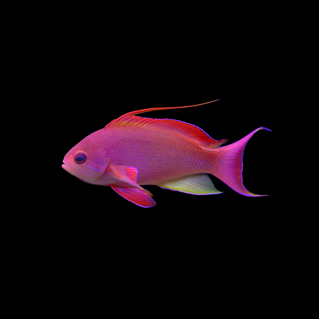 Lyretail Anthias (Male)