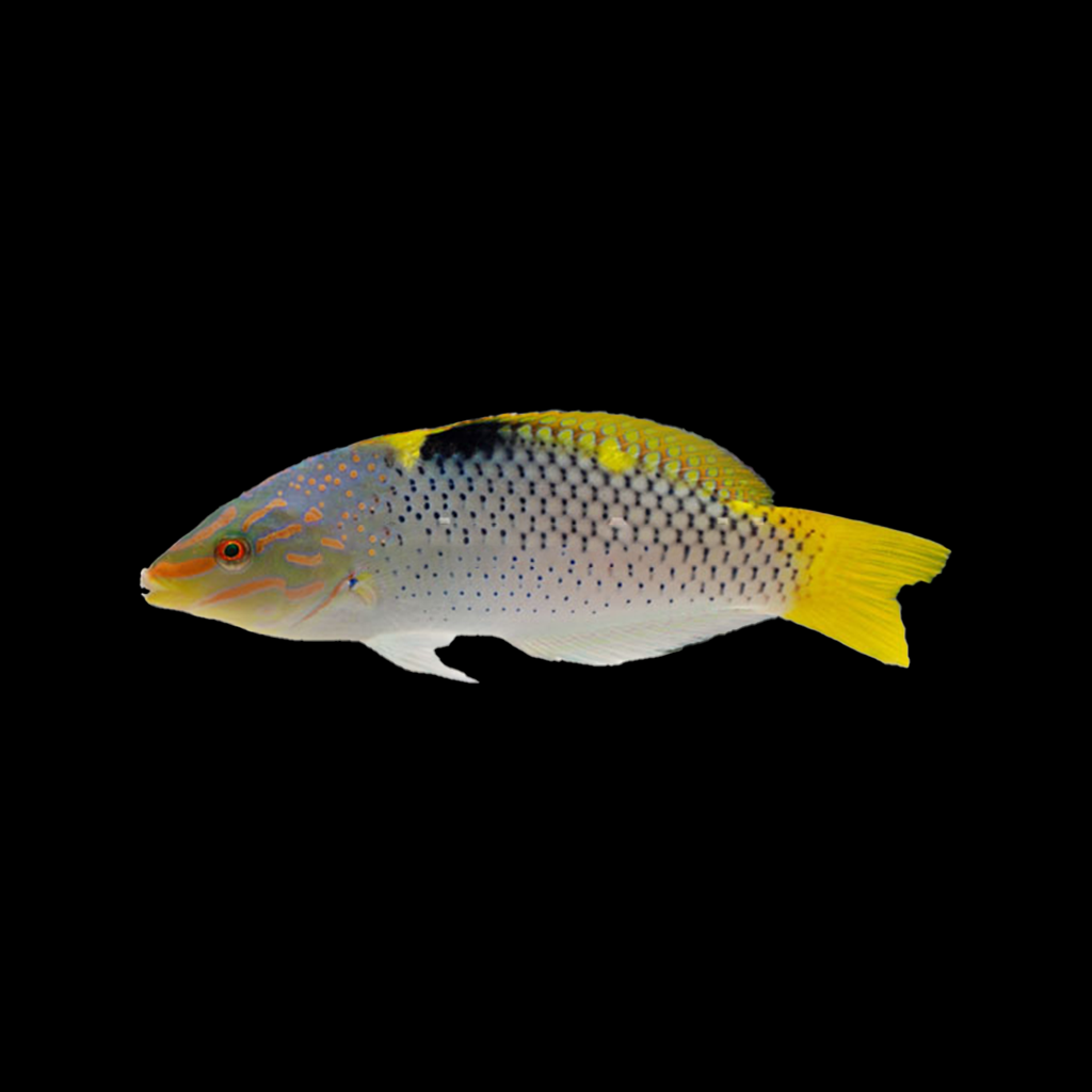 Marble Checkboard Wrasse