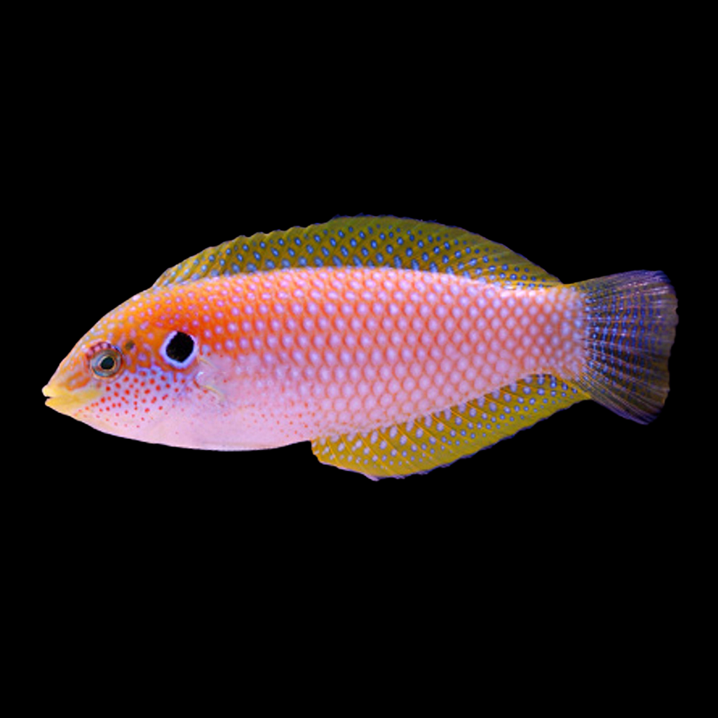 Kuteri Leopard Wrasse (Melanesia)