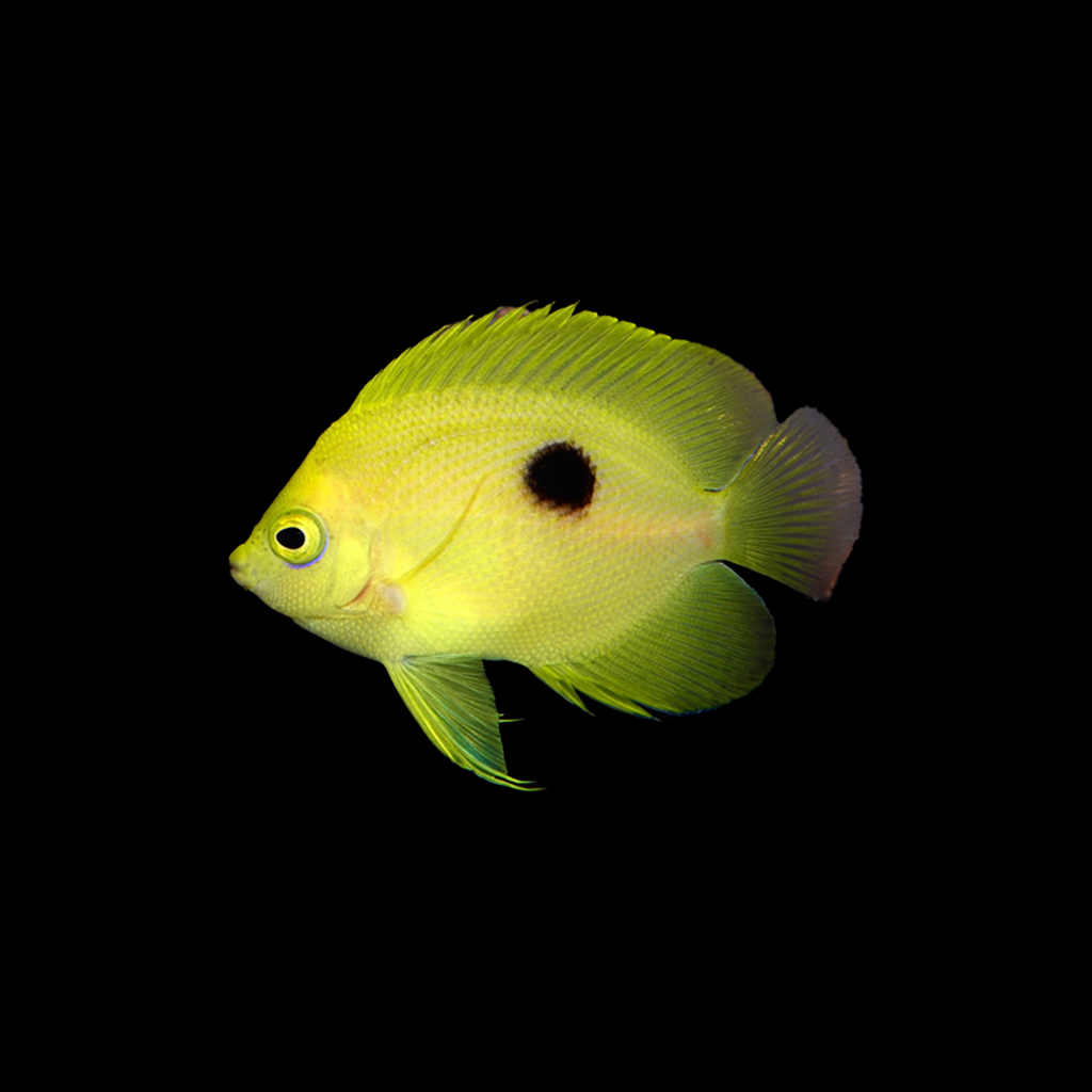 Narcosis Angelfish