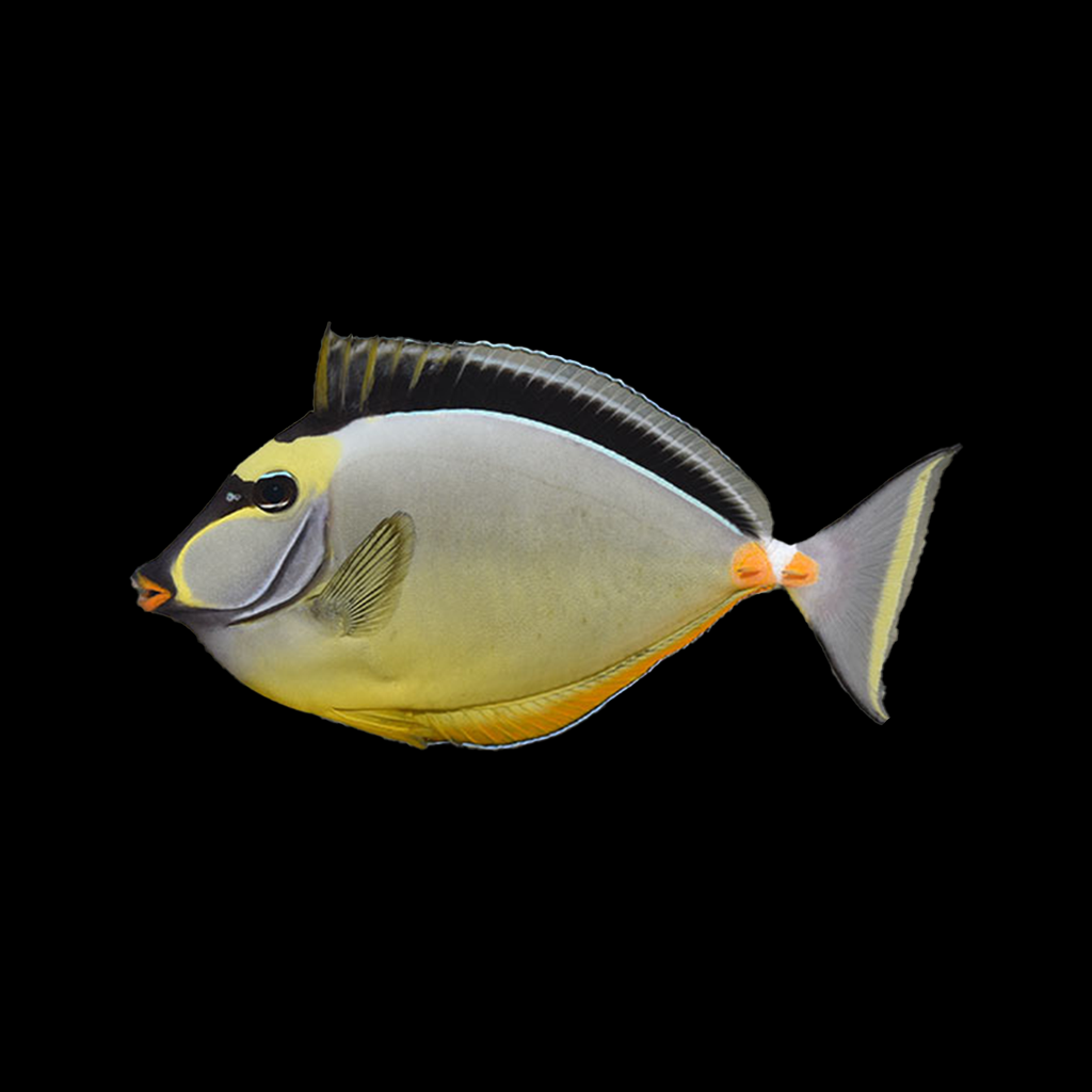 Naso Tang