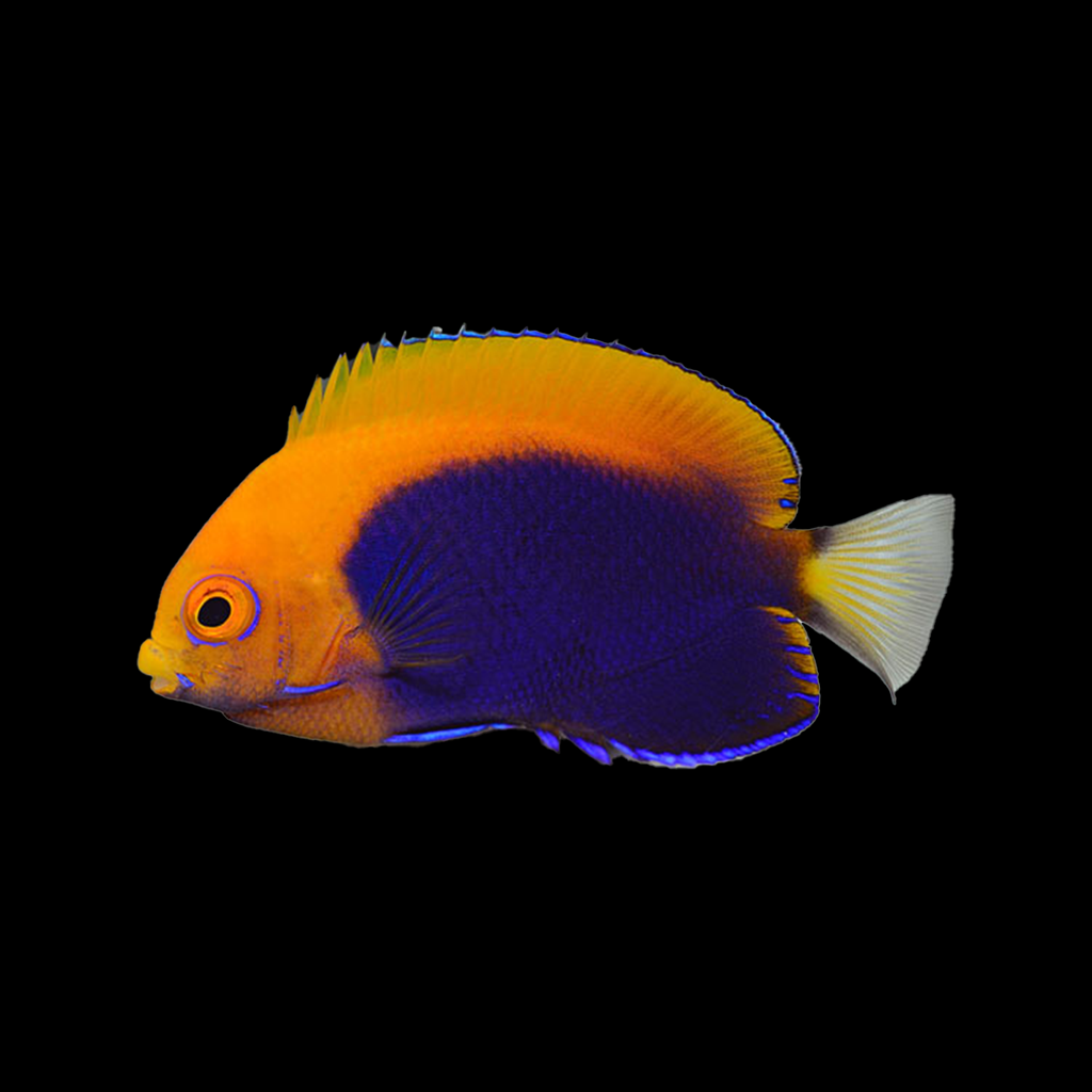 Orangeback Angelfish