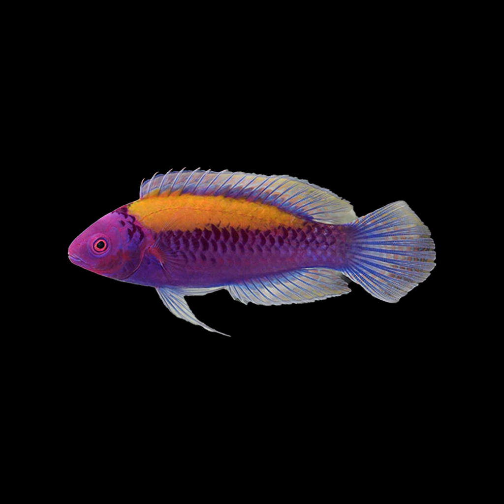 Orangeback Fairy Wrasse