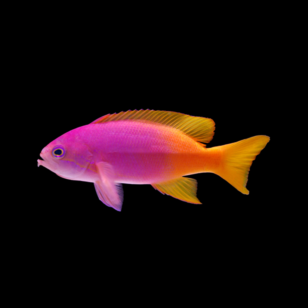 Pictilis Anthias (Female)