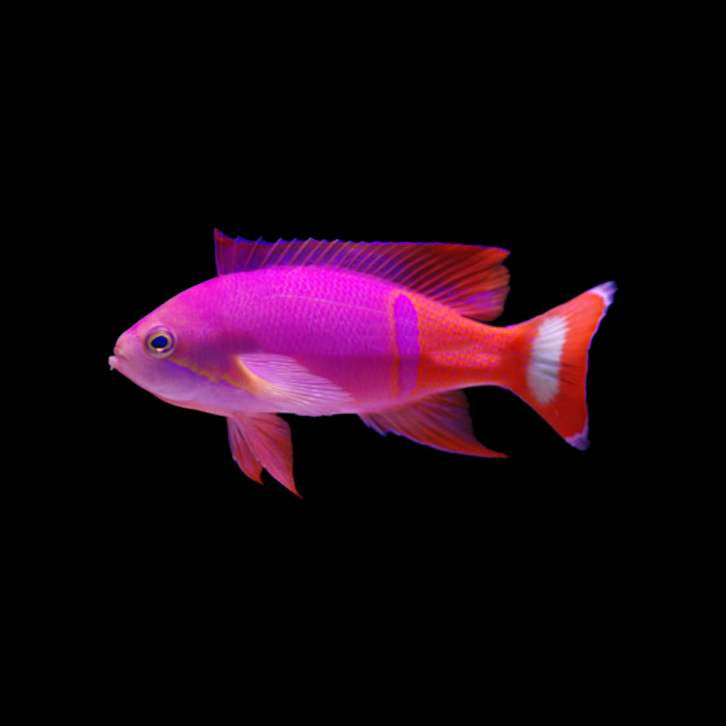 Pictilis Anthias (Male)