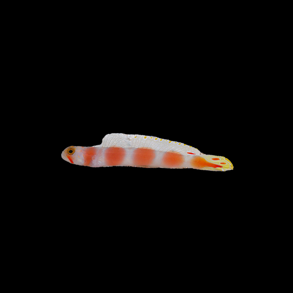 Pinkbar Goby