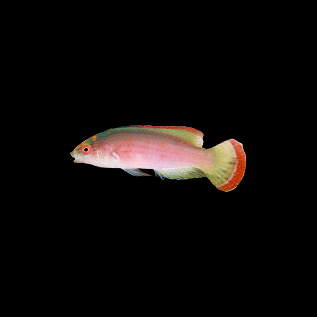 Pink Margin Fairy Wrasse Female