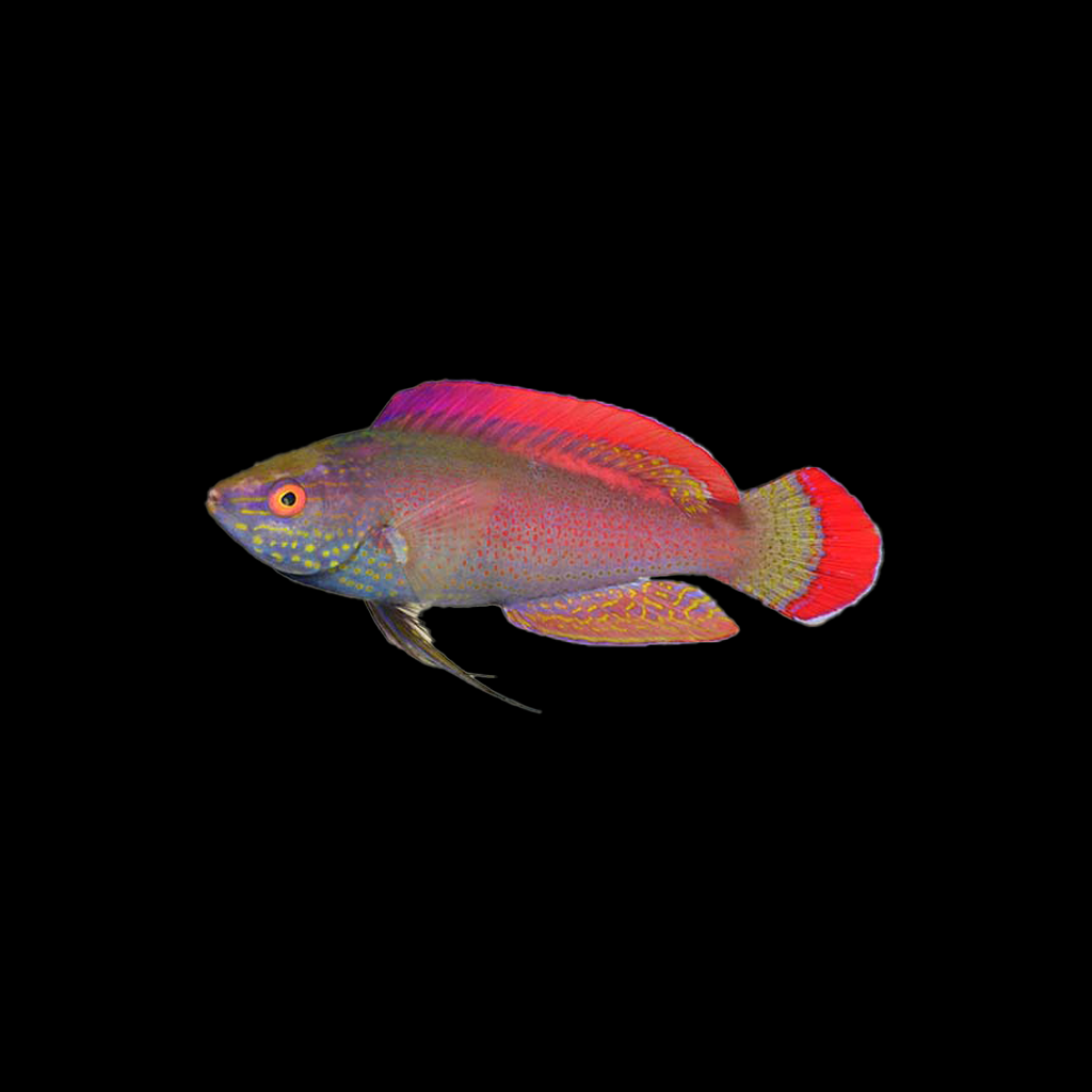 Pink Margin Fairy Wrasse Male