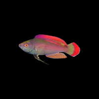 Pink Margin Fairy Wrasse Male