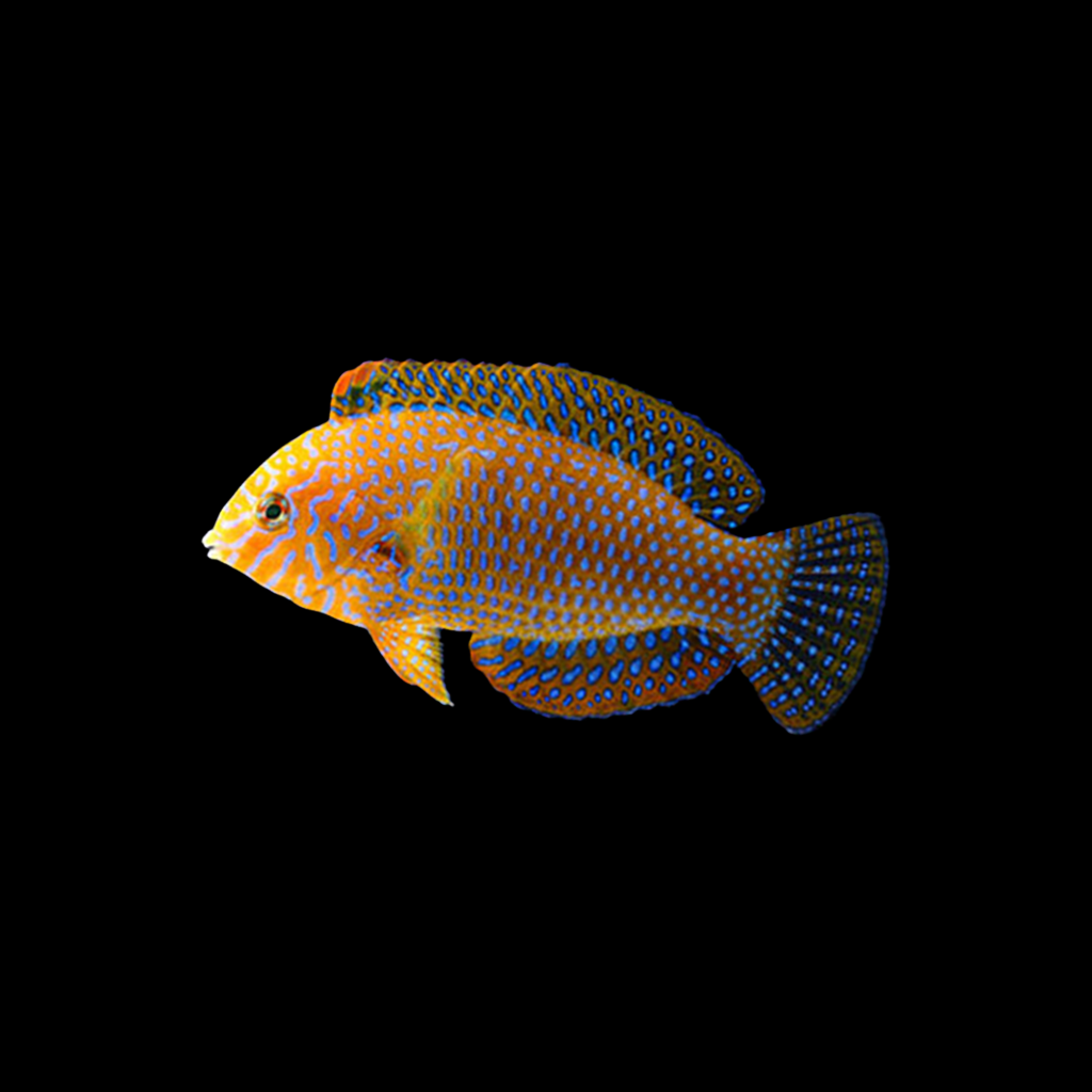 Potter's Wrasse