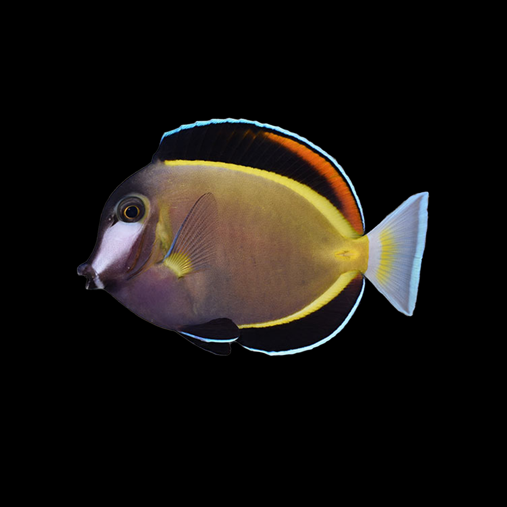 Powder Brown Tang