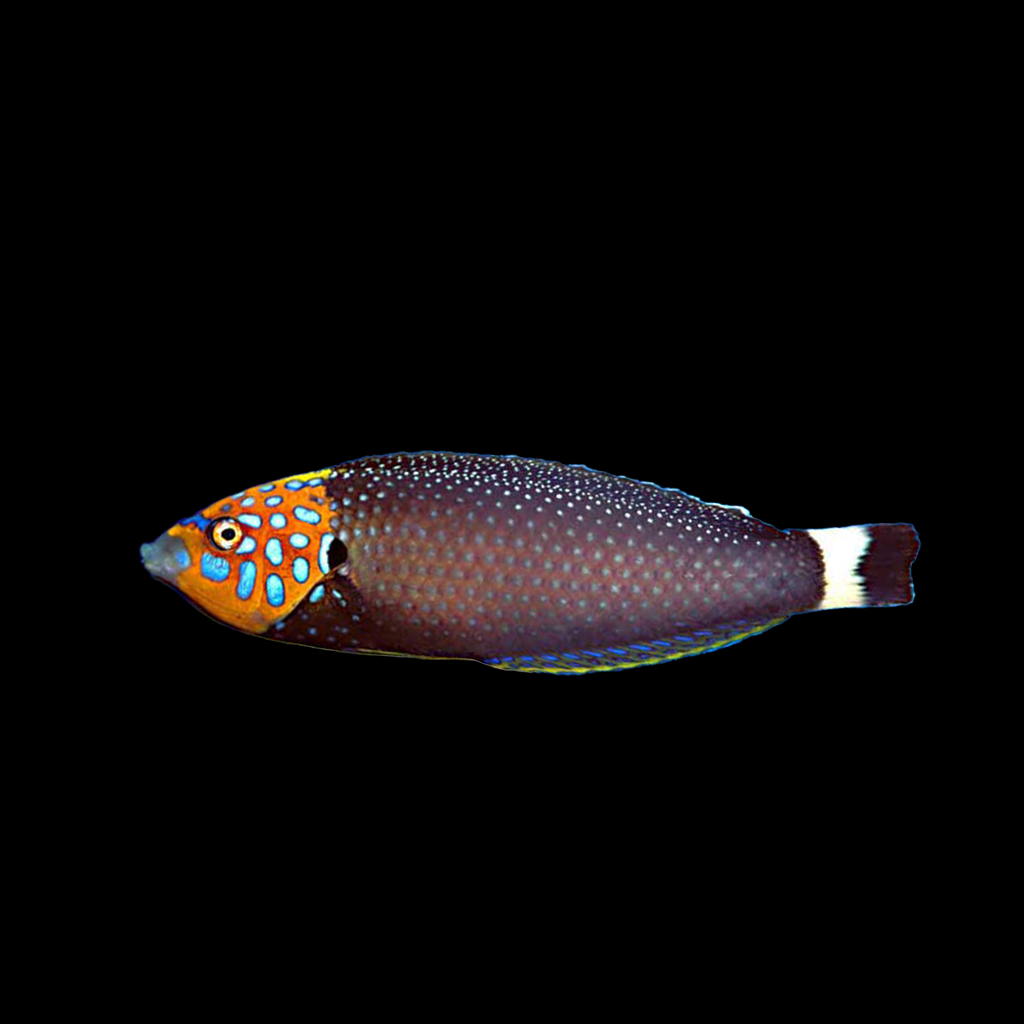 Red Tail Tamarin Wrasse Male