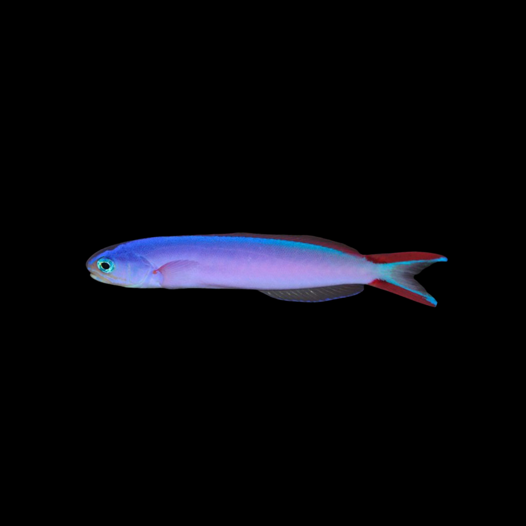 Purple Tilefish