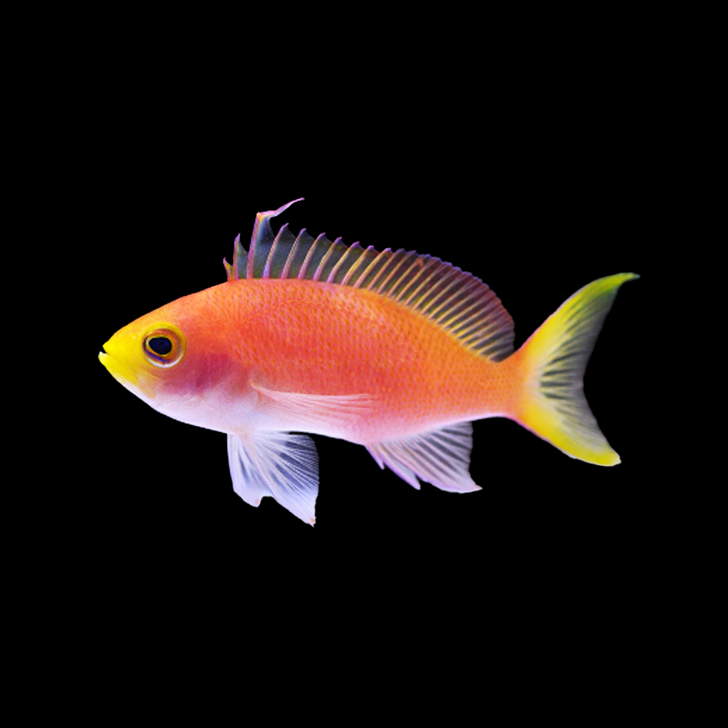 Randall's Anthias (Female)