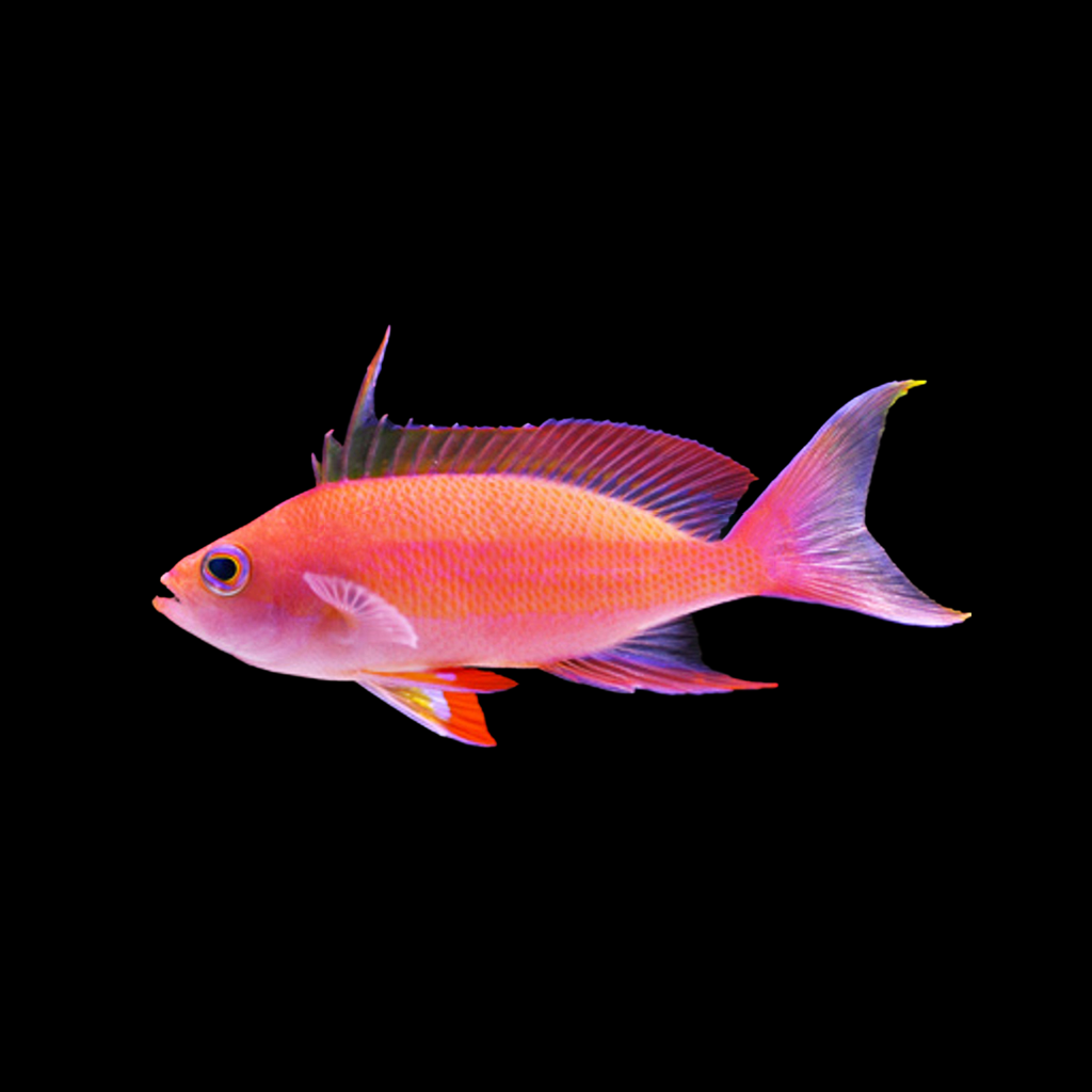 Randall's Anthias (Male)