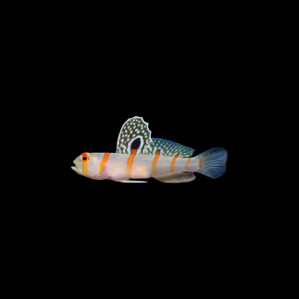 Randall's Prawn Goby