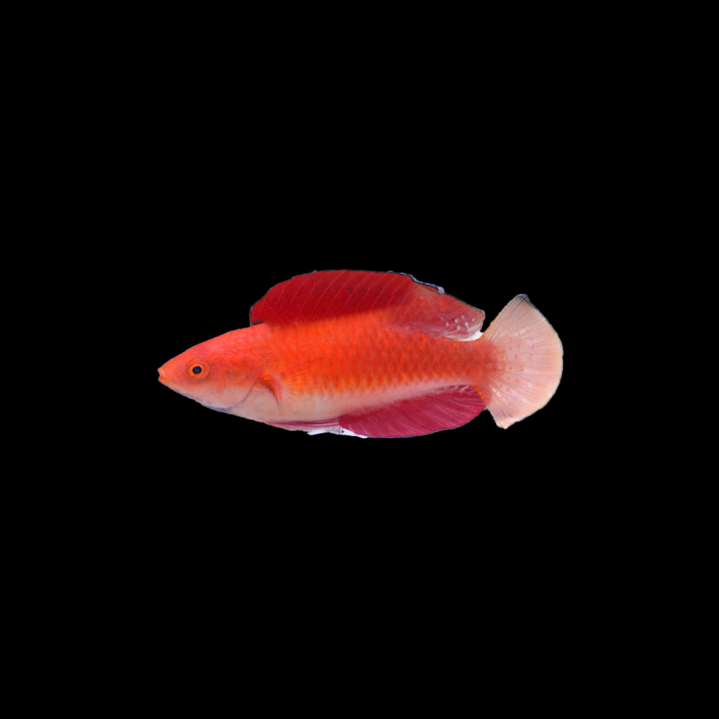 Redfin Fairy Wrasse