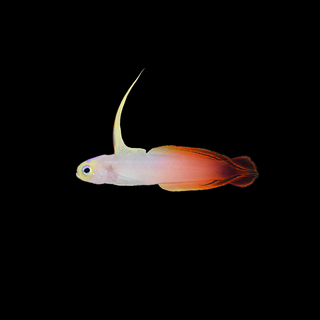 Red Firefish