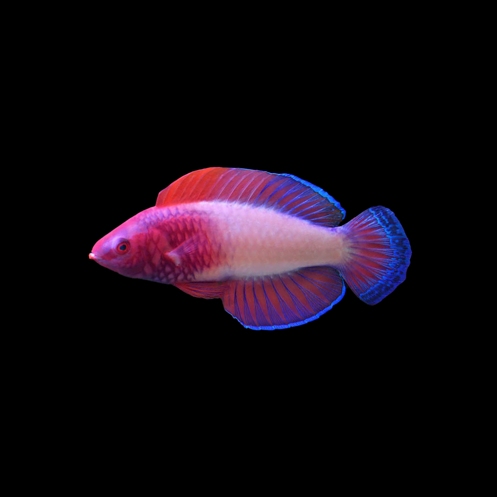 Red Velvet Fairy Wrasse Male