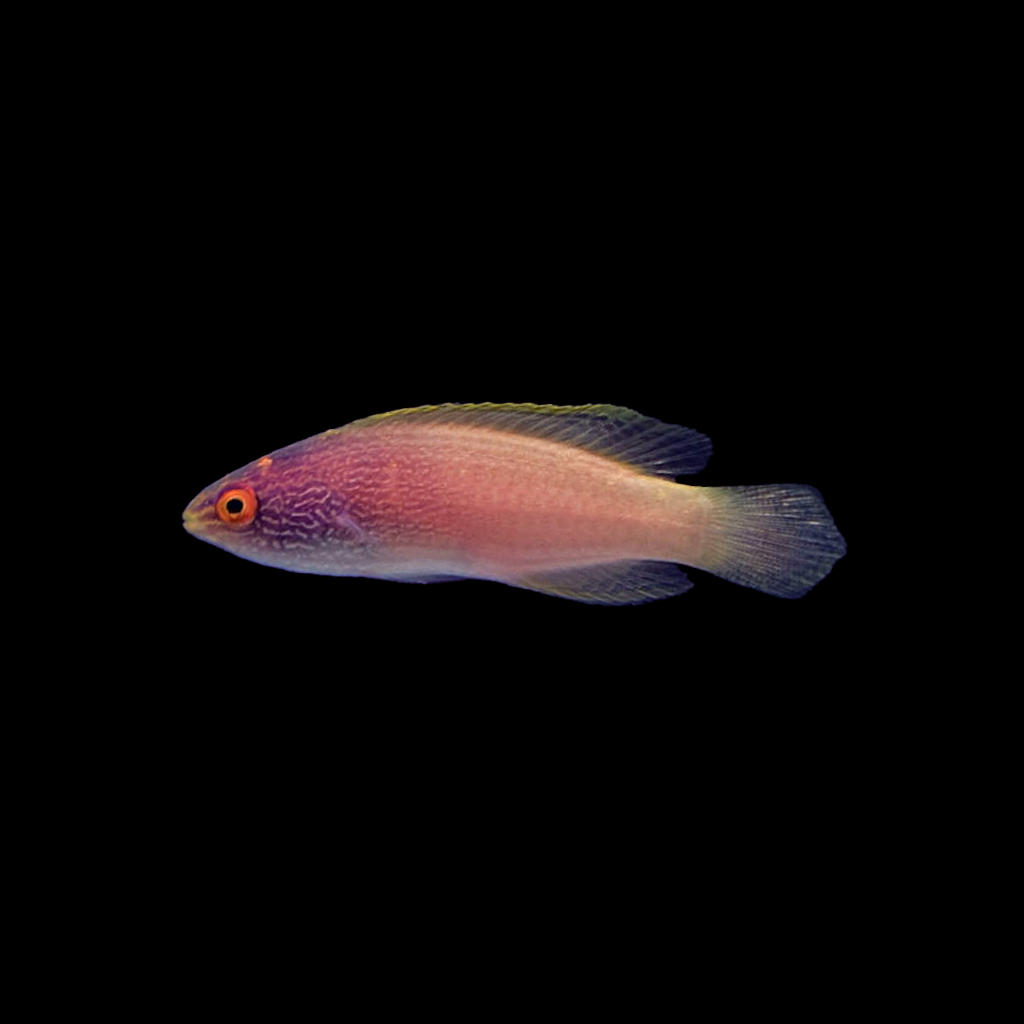 Rhomboid Fairy Wrasse Female