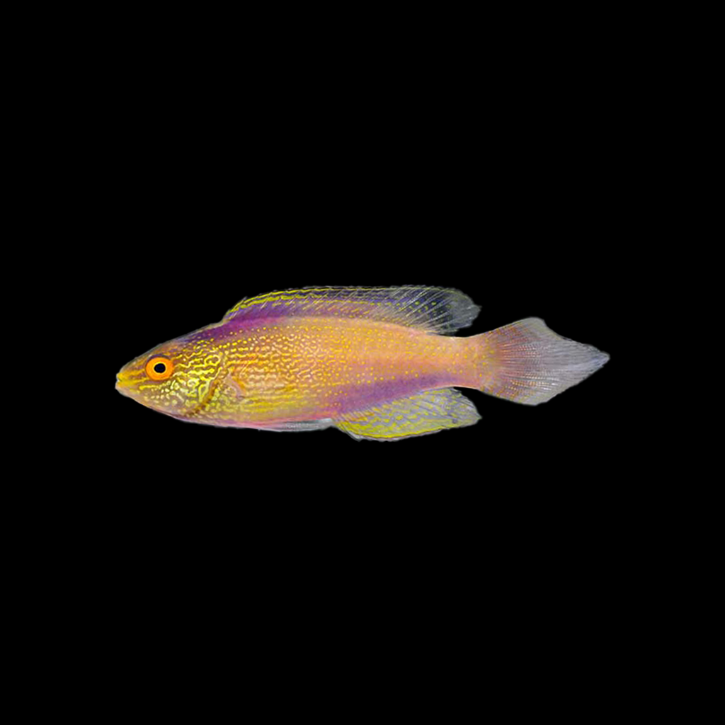 Rhomboid Fairy Wrasse Male / Super Male