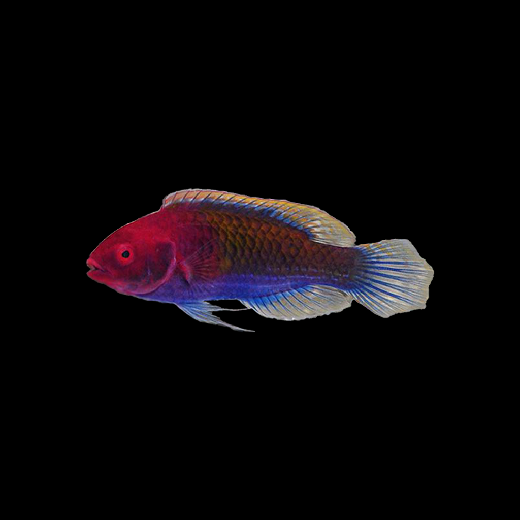 Ruby Head Fairy Wrasse