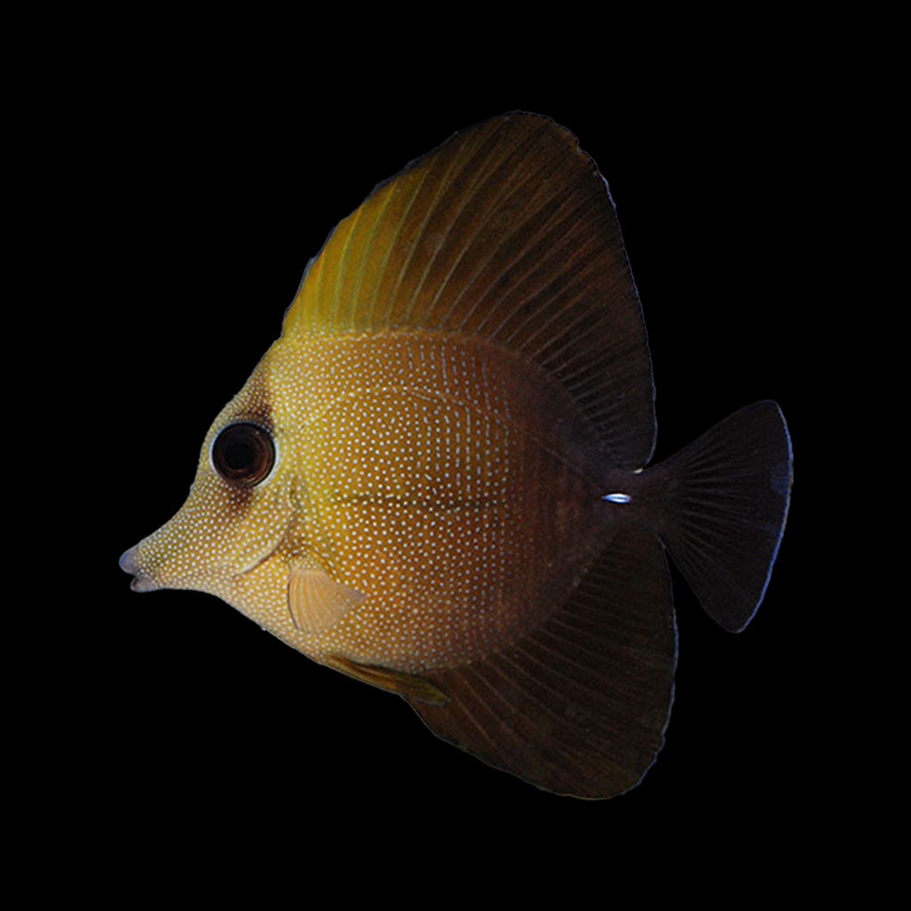 Scopas Tang