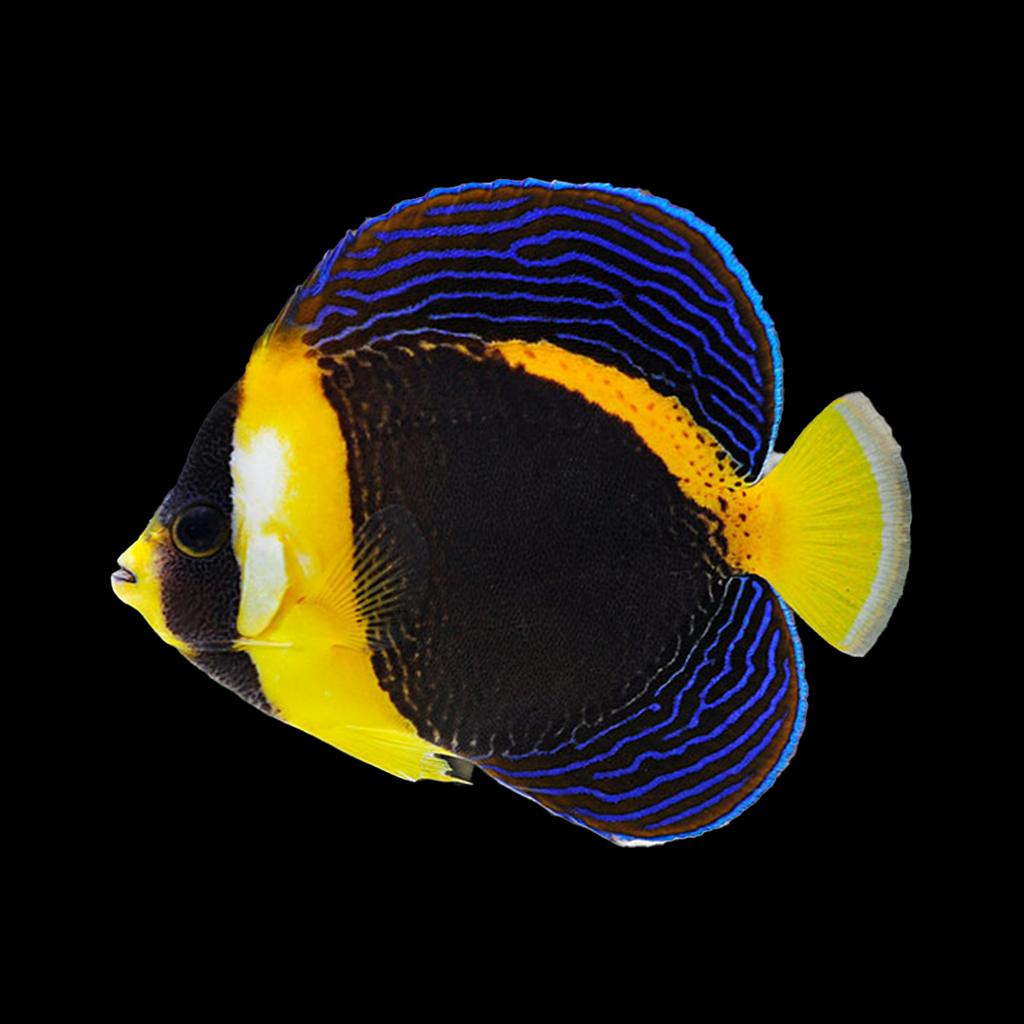 Scribbled Angelfish (Female)