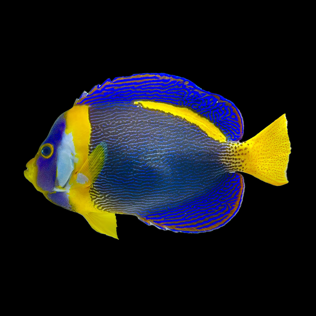 Scribbled Angelfish (Male)