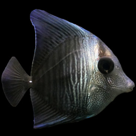 Black Longnose Tang