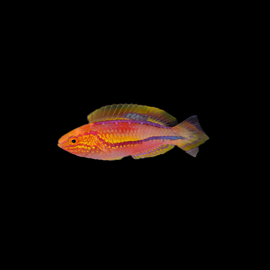 Splendid Pintail Fairy Wrasse Male