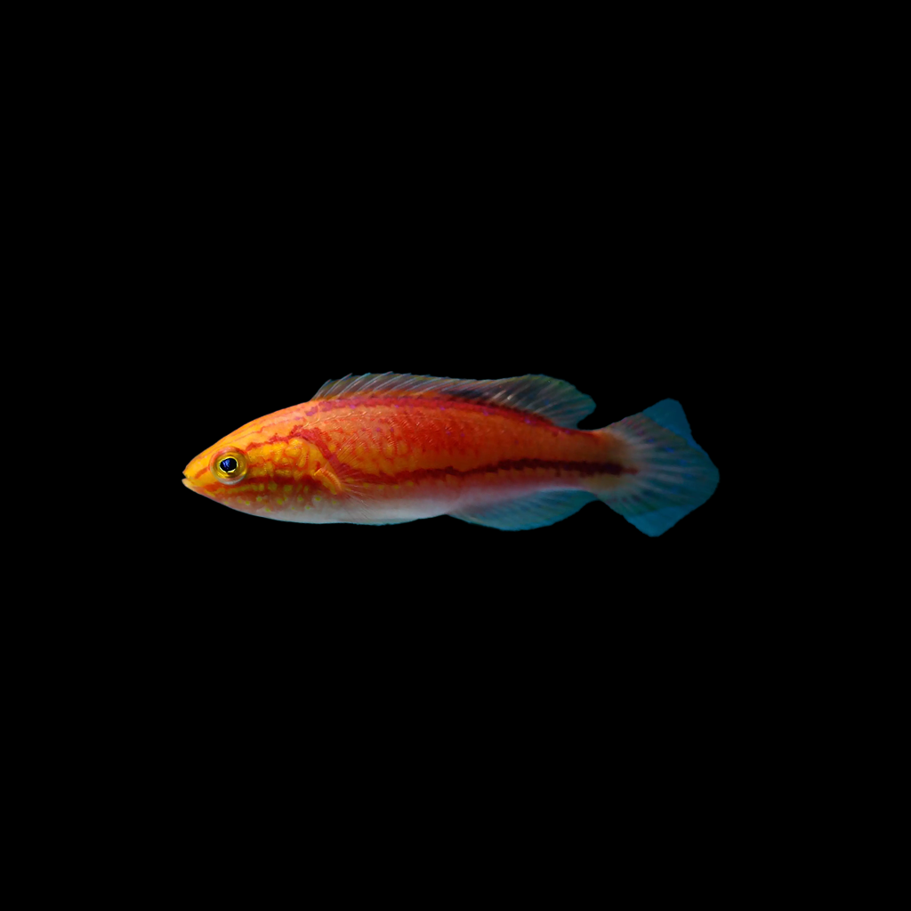 Splendid Pintail Fairy Wrasse Female