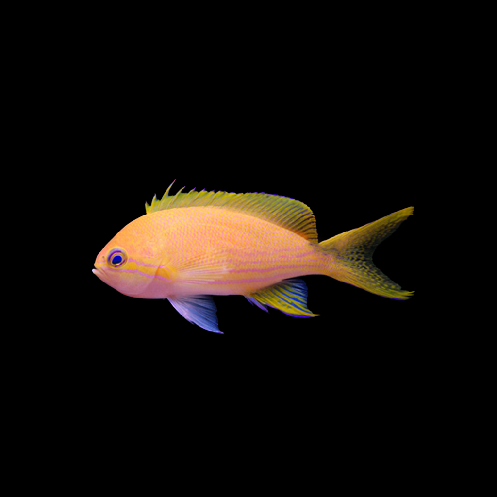 Squareback Anthias (Female)