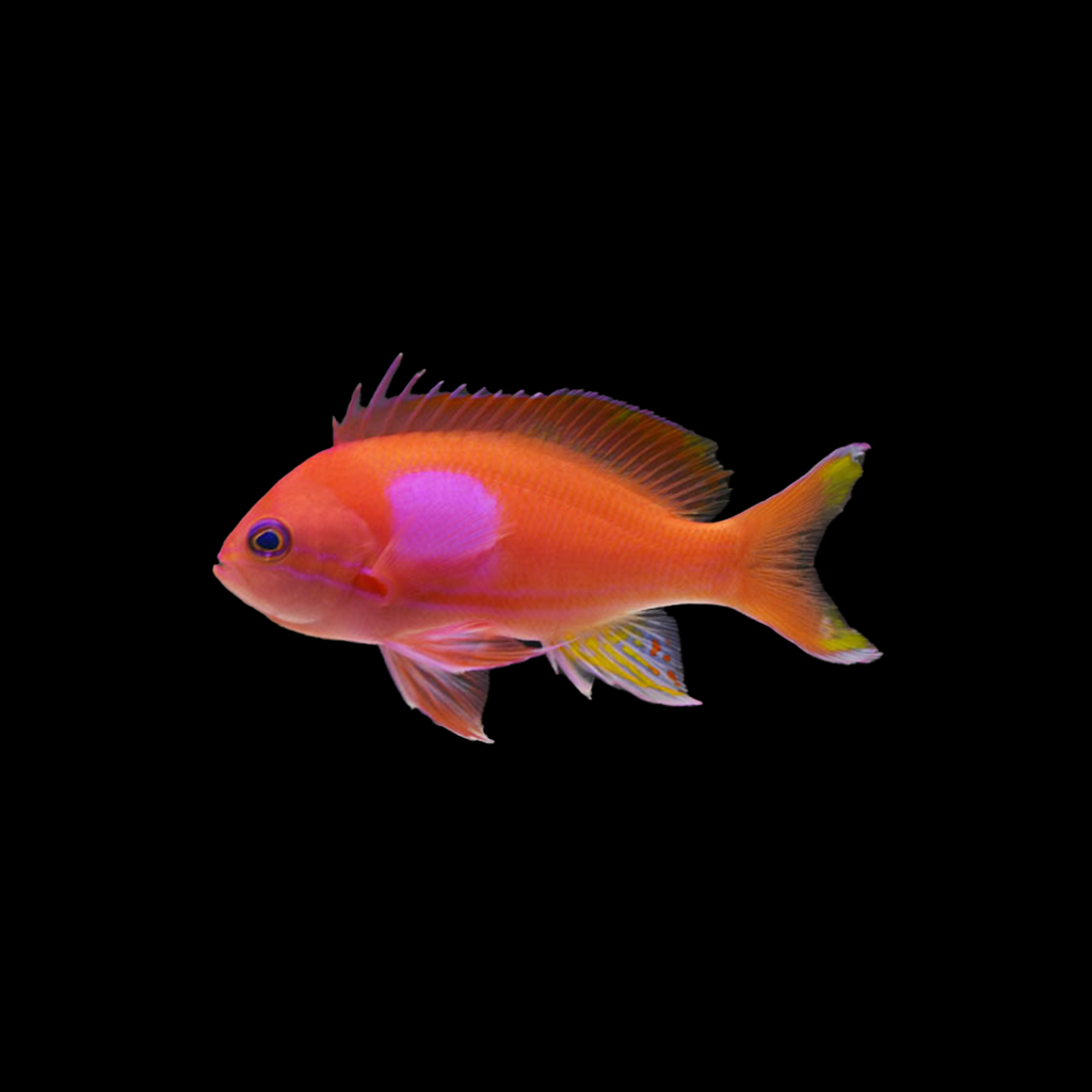 Squareback Anthias (Male)