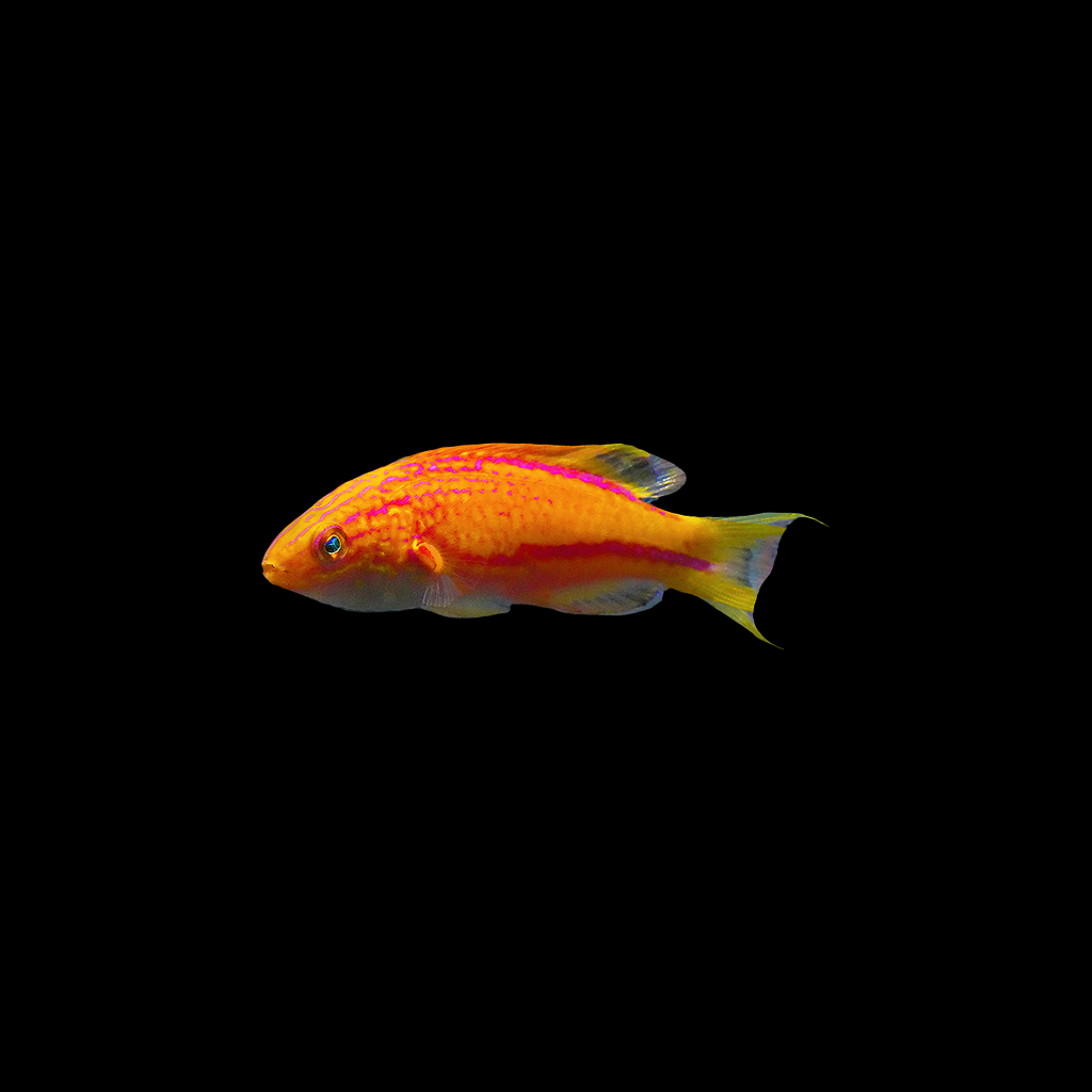 Squire's Fairy Wrasse