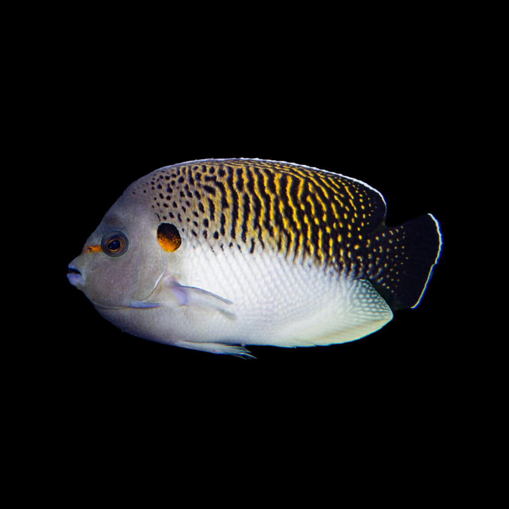 Tiger Angelfish