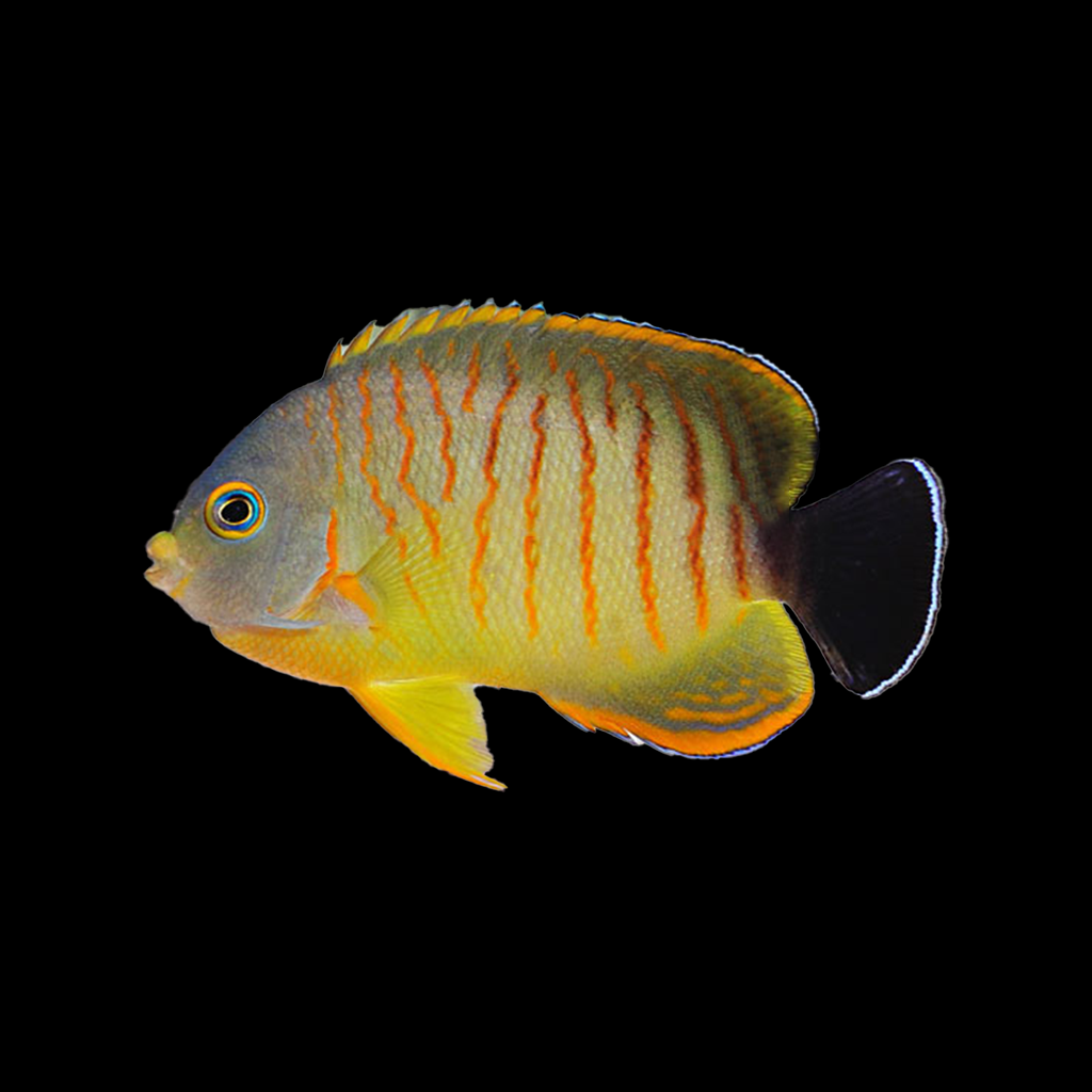 Tigerpyge Angelfish