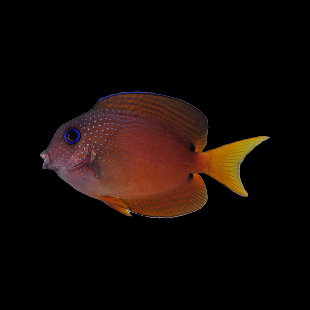 Two Spot Bristletooth Tang