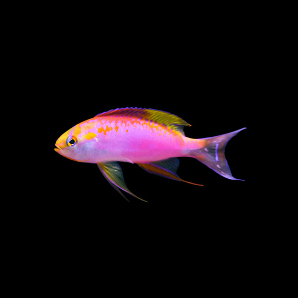 Japanese Ventralis Anthias (Male)