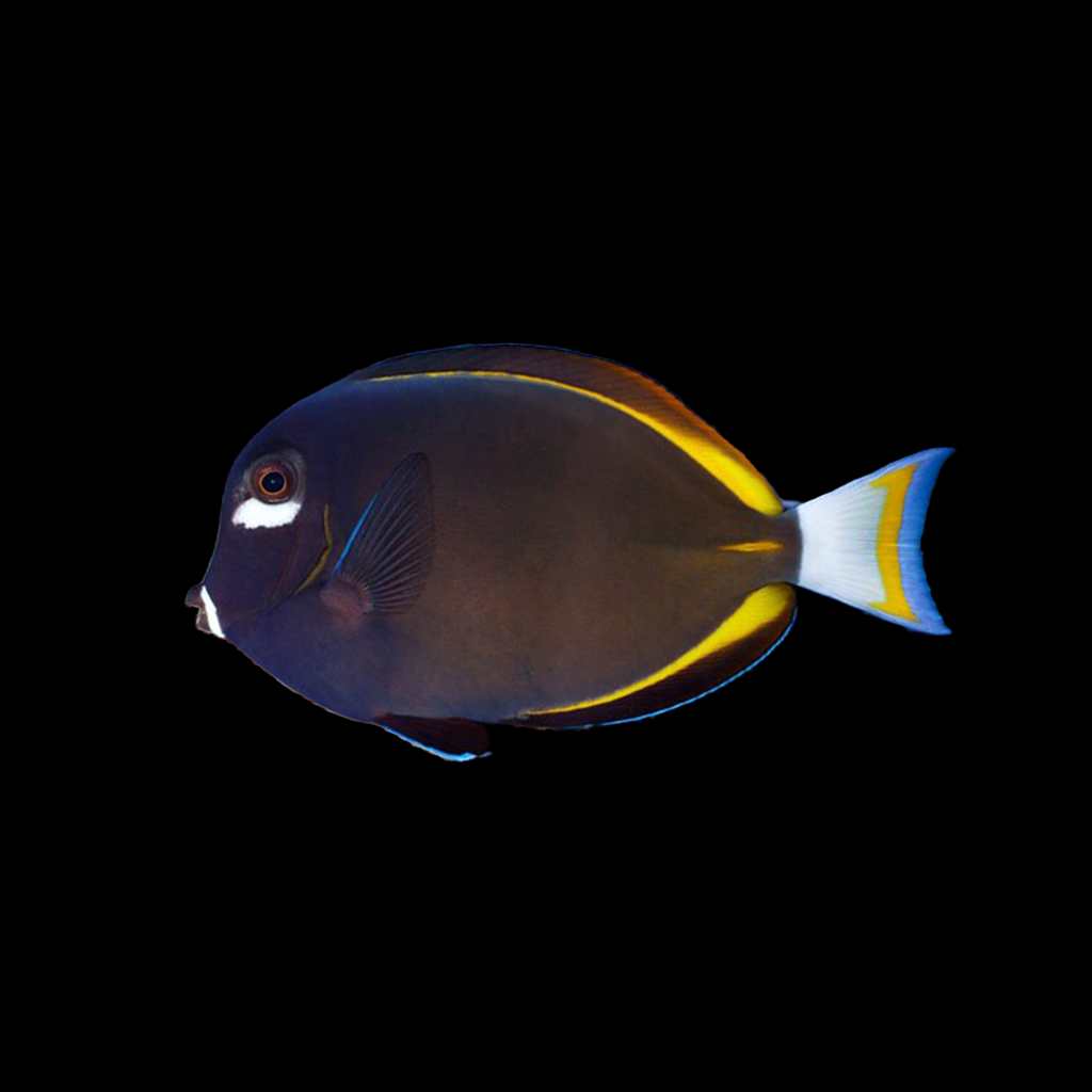 White Cheek Tang