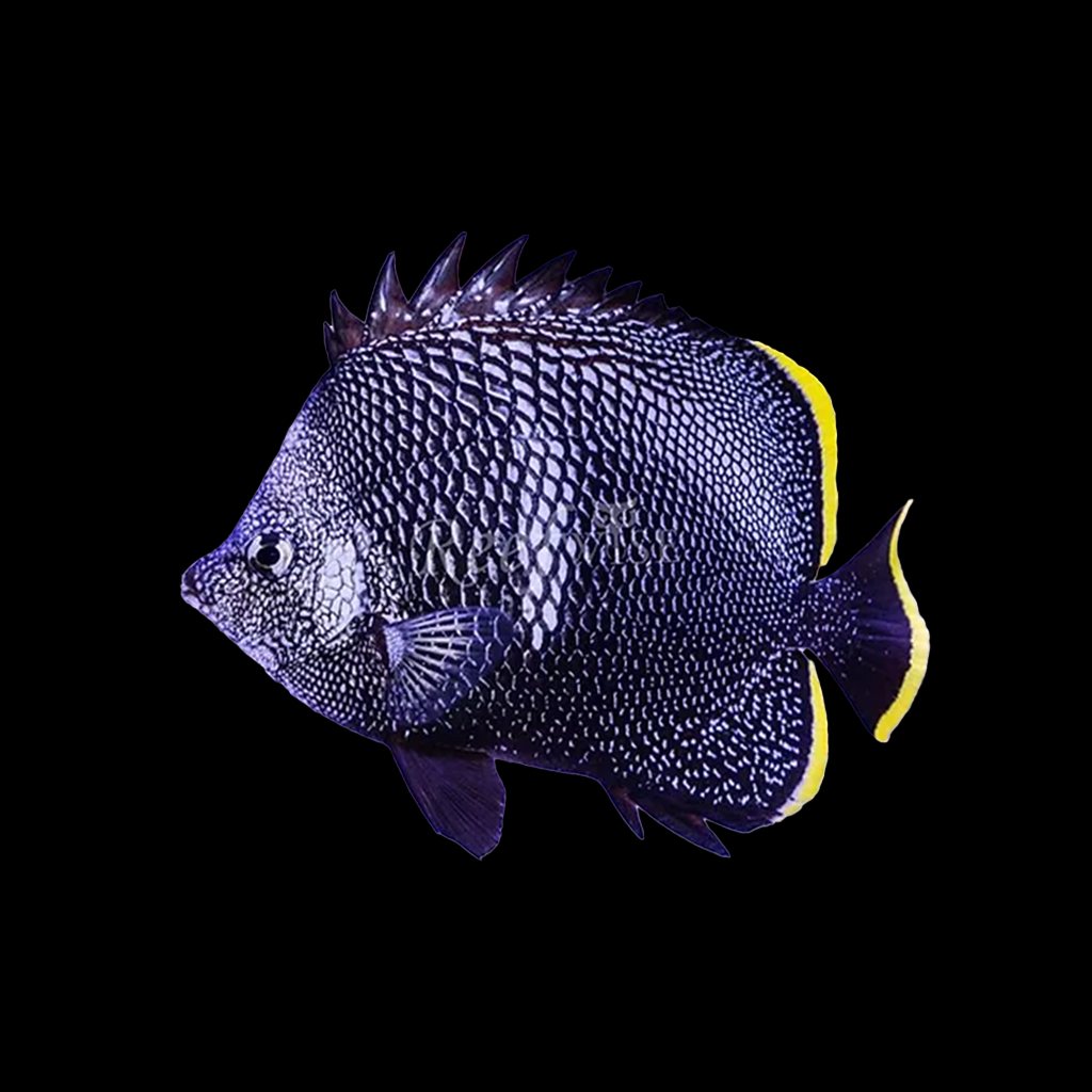 Wrought Iron Butterflyfish