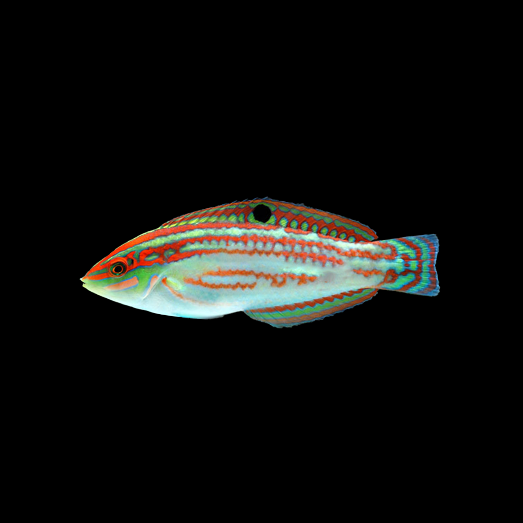 Christmas Wrasse