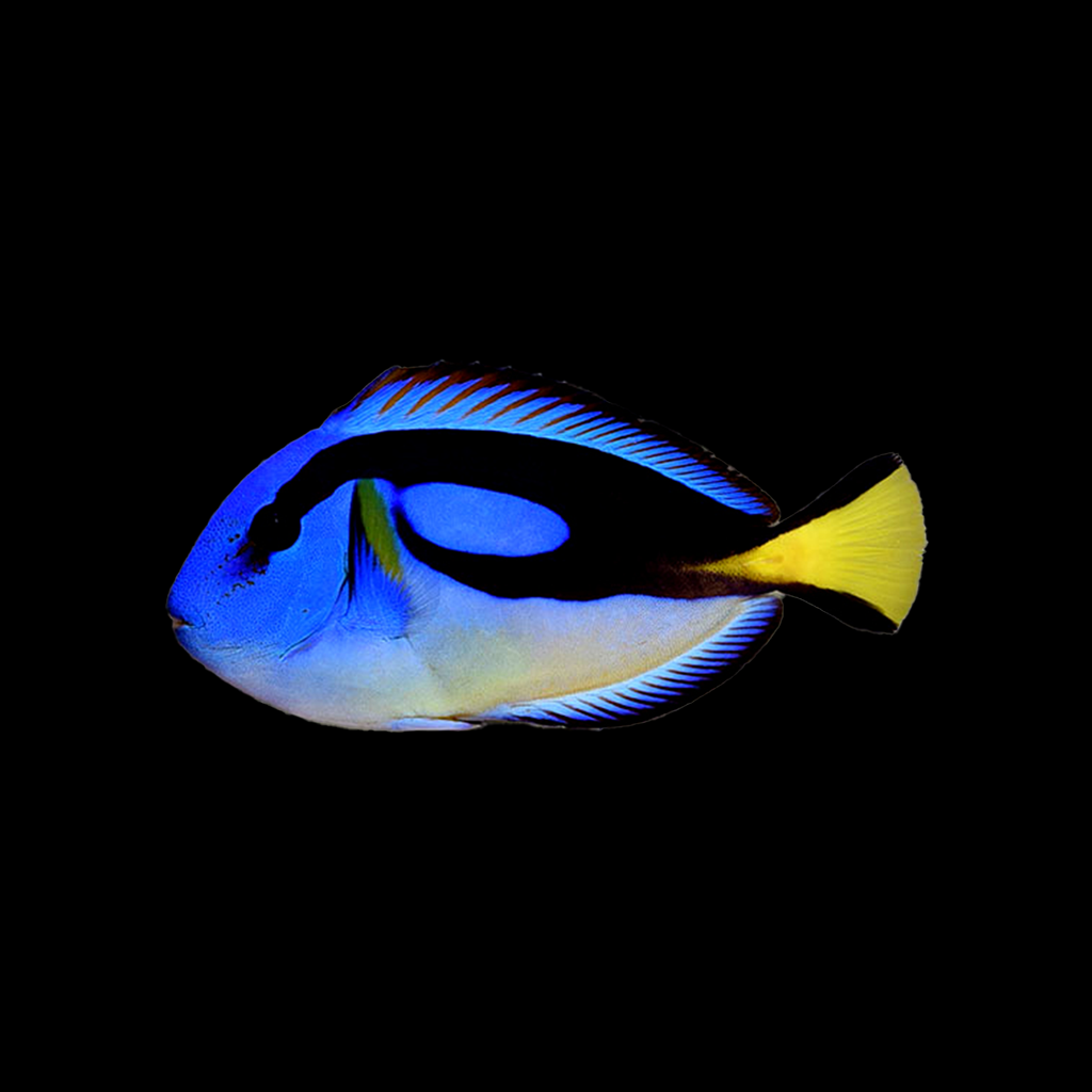 Yellow Belly Blue Tang