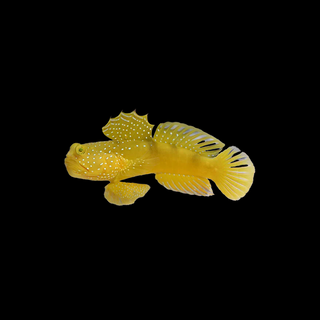 Yellow Watchman Goby